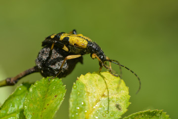 Gefleckter Schmalbock