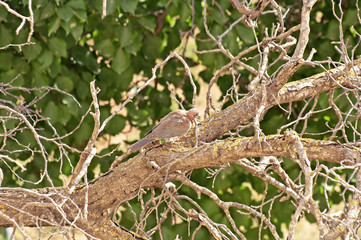 Pigeons are sitting on the dry tree
