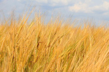 Large field of fresh wheat in countryside