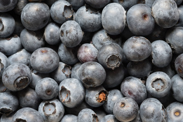 Nahaufnahme Blaubeeren