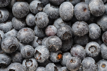 Blaubeeren mit Wassertropfen