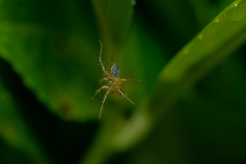 Kleine Spinne in ihrem Netz