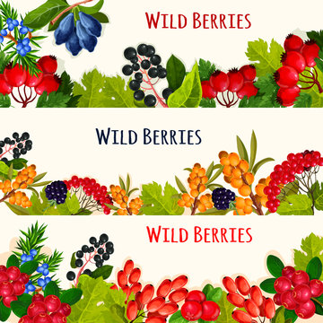 Wild berry banner and fruit border for food design
