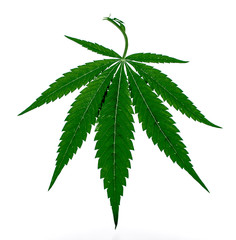 Leaves of hemp on white background