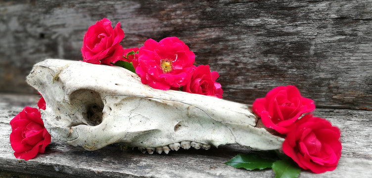 Skull-Stillleben im Freien