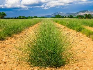 Lavendel