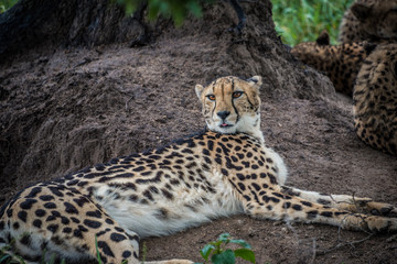 Cheetah
