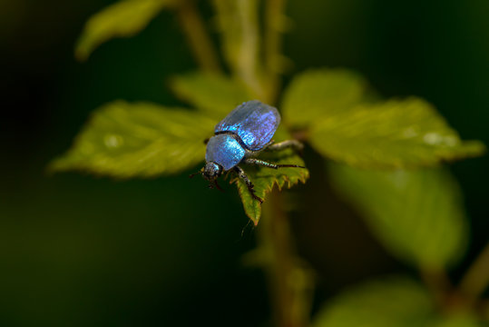 Kleiner Blauer Käfer hoplia coerulea