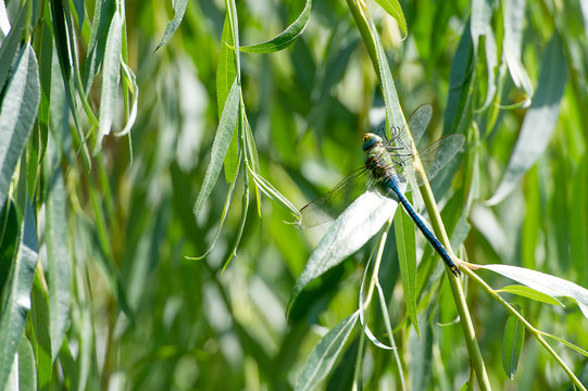 Riesige Libelle