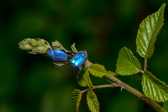 Kleiner Blauer Käfer hoplia coerulea