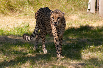 Cheetah head on