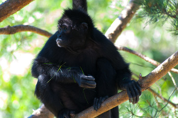 Ape