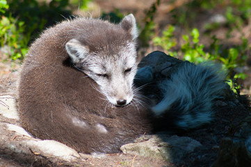 Naklejka premium Arctic fox