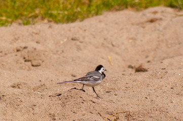 White wagtail