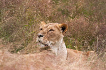 Lioness in the grass