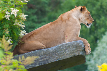 Lioness on rock side on