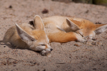 Small long ear fox pair