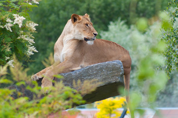 Lioness on rock close up