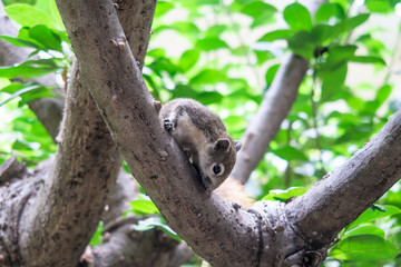 Squirrels eat a fruit on tree