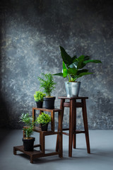 Green plants in pot decorating a room with loft wooden interior.