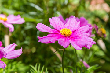 A Purple Cosmos Flower