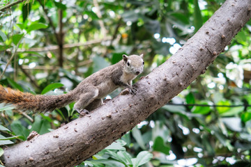 Squirrels eat a fruit on tree