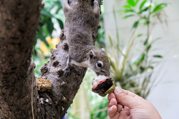 Squirrels eat a fruit on tree