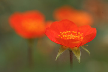 The last blossom of an avens