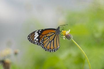 Fototapeta na wymiar ฺButterfly perching on a flower (Common Tiger)