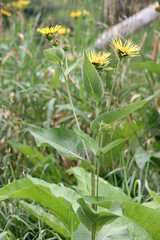 Yellow flowers of medicinal plant Elecampane (Inula helenium) or horse-heal in bloom.   