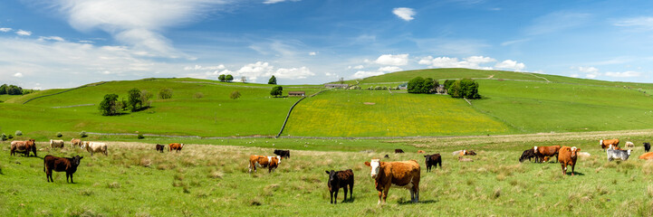 Fototapeta na wymiar Panoramic view of tranquil Scottish Countryside with gentle rolling hills, cows and lush pasture. Roxburghshire, Scotland, UK
