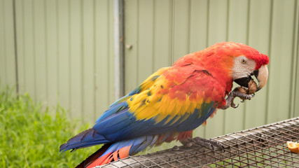 scarlet macaw 