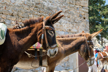 Donkeys at Lindos Acropolis. These animals used for to carry tourist from the village to the acropolis and now tourist attractions on they own right. Village of Lindos. Rhodes, Greece.