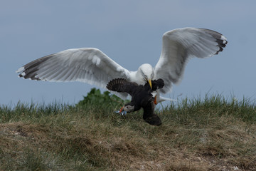 Gull mobs puffin to steal sand eels