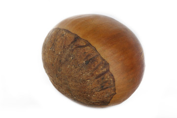 chestnut isolated on white background