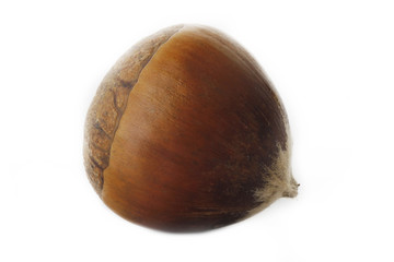 chestnut isolated on white background
