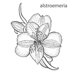 Alstroemeria flower in hand drawn style isolated on white background