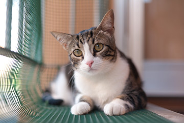Big Eyes Cat Portrait on plastic net closed terrace in a sunny day, Protection network falling