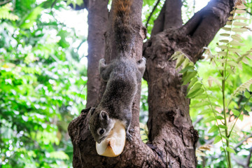 Squirrels eat a fruit on tree