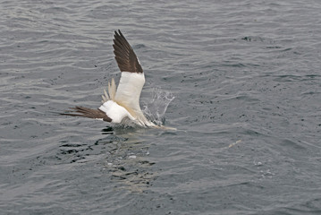 Gannet, Morus bassanus, diving for fish