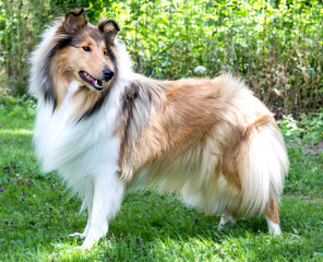 Sch&ouml;ne Collie-H&uuml;ndin dark-sable