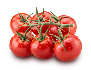 Big branch of fresh red tomato with green leaves with water drops
