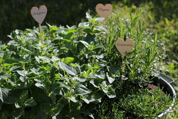 The 3 Italian Herbs