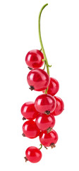Bunch of red currant fruits