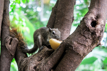 Squirrels eat a fruit on tree