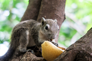 Obraz premium Squirrels eat a fruit on tree