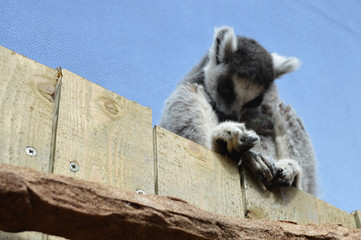 Lemur on Fence Looking Down