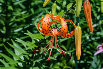 first tiger litly of the season has arrived