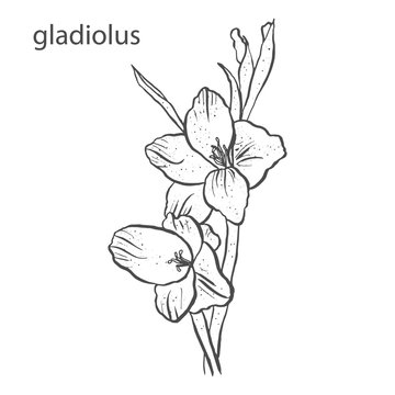 Gladiolus flower in hand drawn style isolated on white background