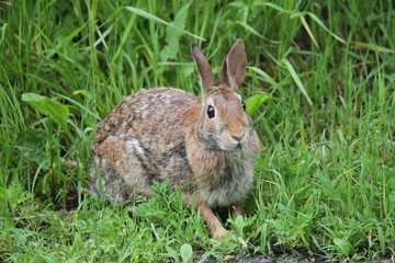 Naklejka na ściany i meble Eastern Cottontail rabbit (Sylvilagus floridanus) in the lush grass beside an old country road.
